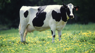 Cows Force Plane To Make An Emergency Landing